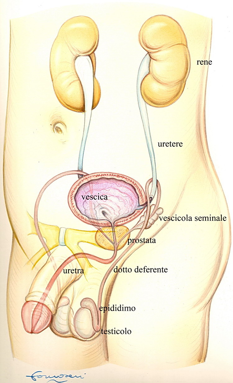 Prosztata adenoma embolia